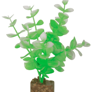 Planta Verde/Blanca